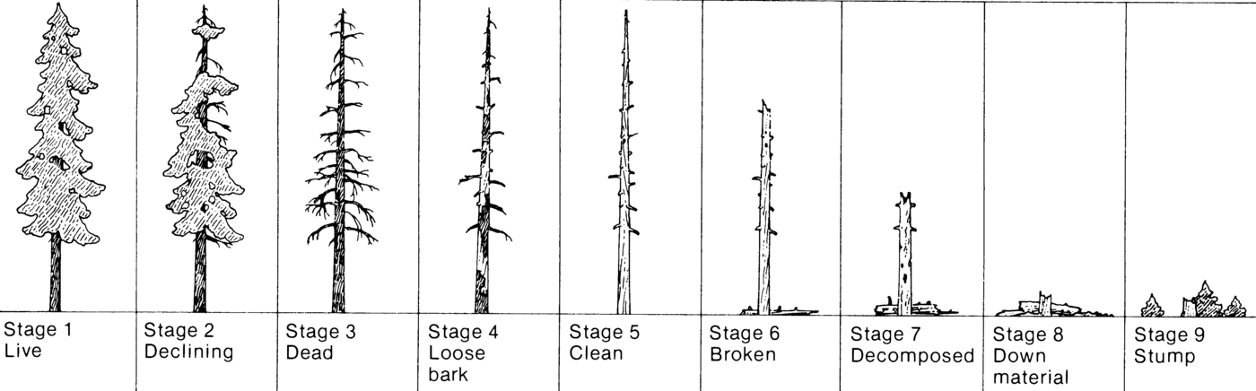 Wikimedia image showing the snag succession