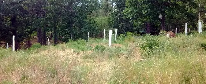 Tree tubes as seen across the main hillside